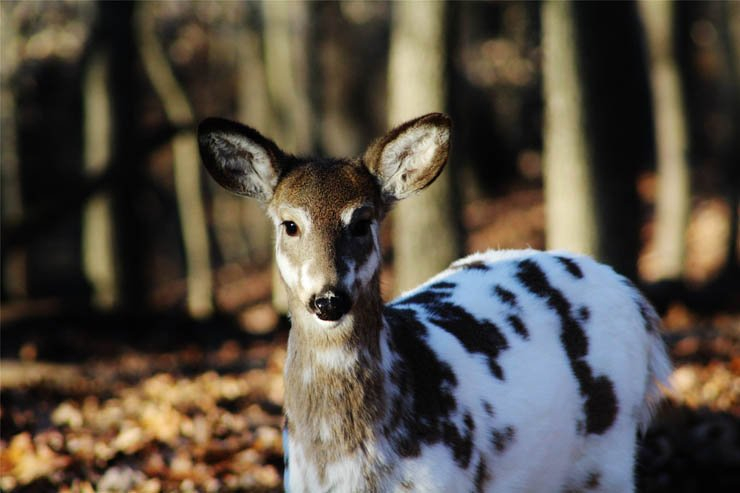 spotted deer gazele animal animals forest zoo