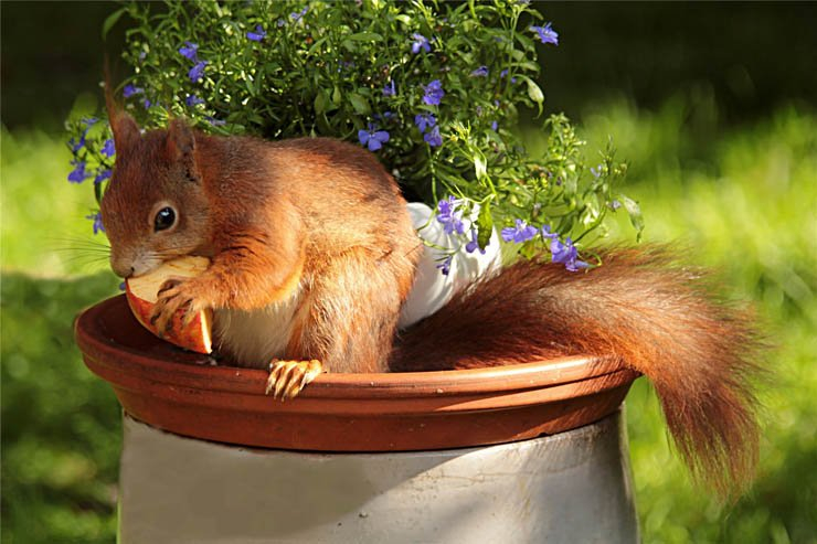 squirrel wating apple animal animals zoo flowers pot