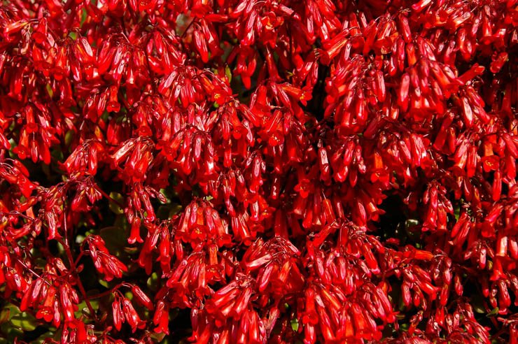 succulent spring plant plants red flower farm