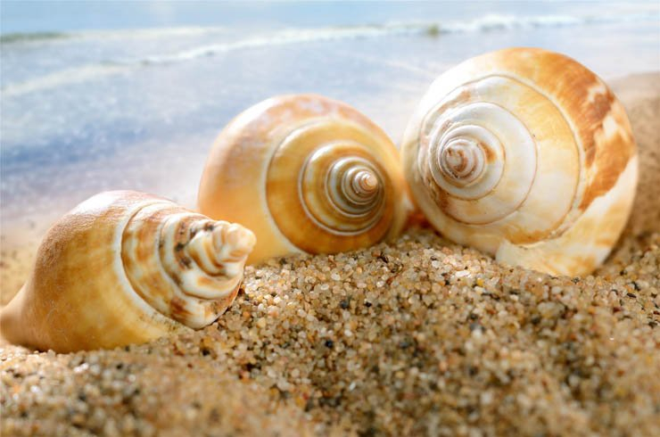 summer shell shells sea ocean sand beach