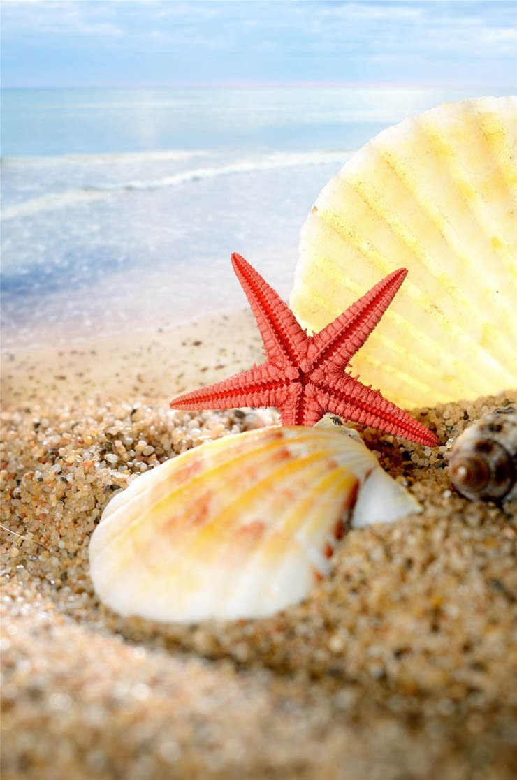 summer shell shells sea ocean sand star stars beach
