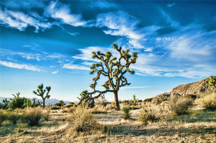 sun sunny cloud sky desert plant clouds cactus hills