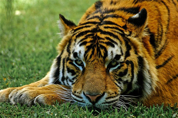 tiger animal zoo jungle forest park natural looking