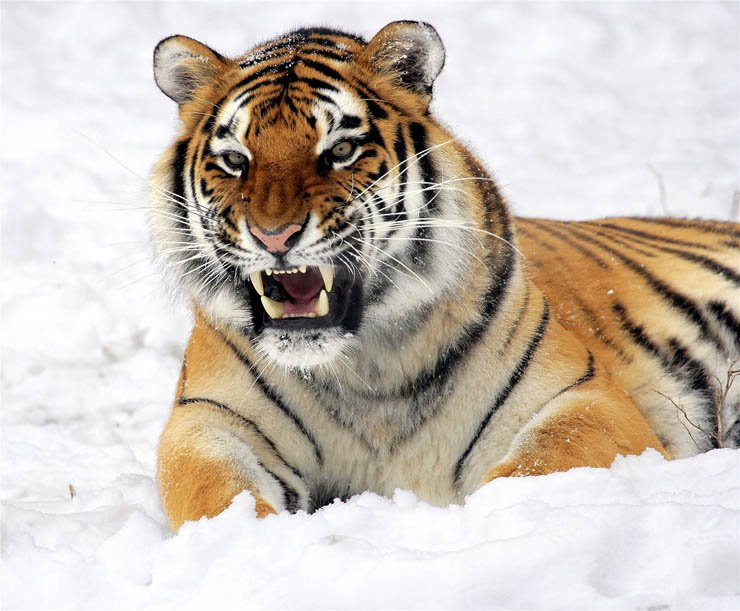 tiger snow animal zoo jungle park
