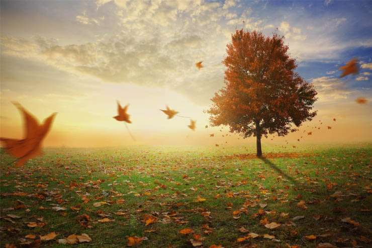 tree trees nature trunk branch branches autumn leaf leaves flying sky cloudy