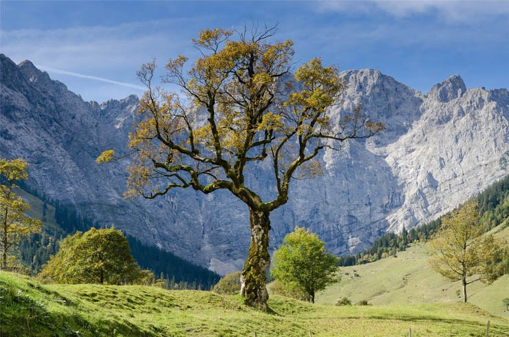 tree trees nature trunk branch branches mountain mountains forest green sky morning