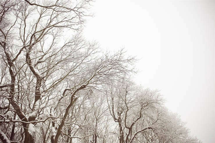 tree trees nature trunk branch branches snow snowy winter cold