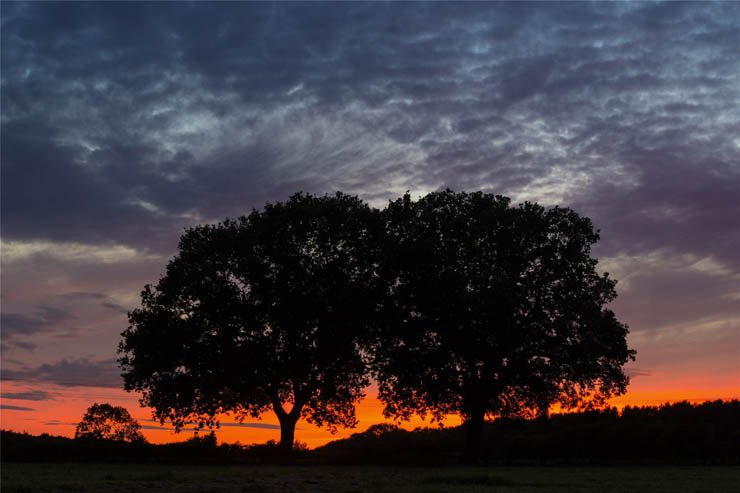 tree trees nature trunk branch branches sunset cloud cloudy clouds