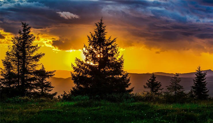 tree trees nature trunk branch branches sunset sunrise cloud cloudy clouds forest