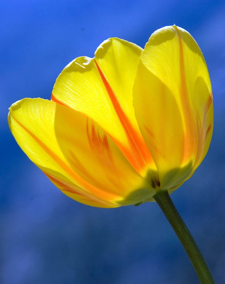 tulip flower rose sky spring yellow