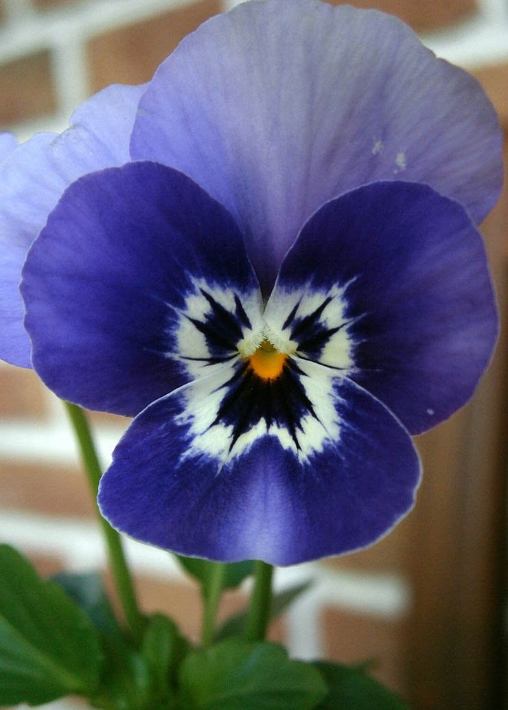 violet rose flower blue