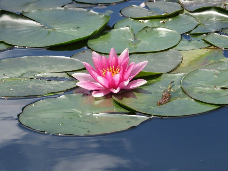 waterlily pink water river clear green flower