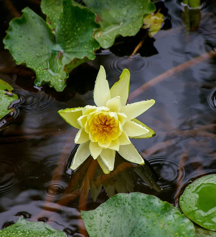 waterlily water clear flower rose yellow green river