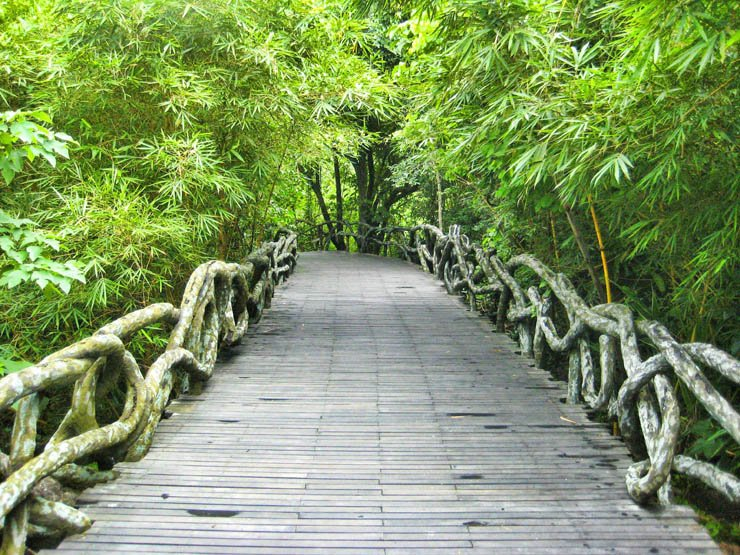 wooden wood trees forest bridge pathway nature