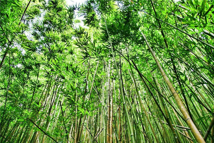 woods forest tree trees nature bamboo high tall