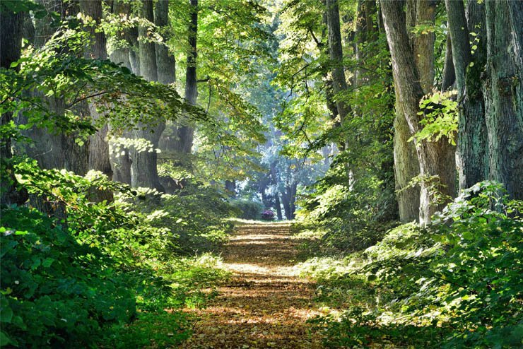 woods forest tree trees nature road pathway plant plants