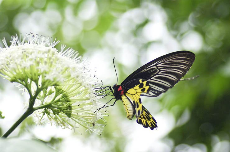 yellow black butterfly fly nature flower