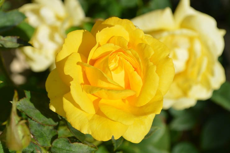 yellow rose flower green patel spring