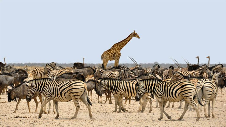 zebra giraffe animal zoo jungle group sky ostrich wilddeer wild