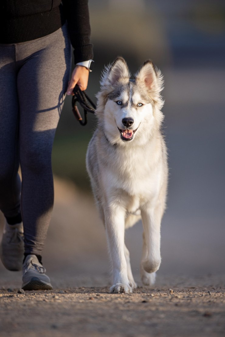 animal pet dog walking walk running jogging outdoor