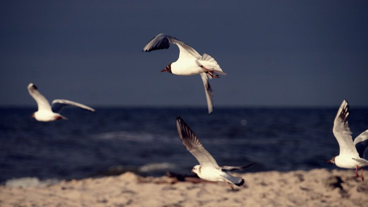 birds sky beach nature sand sandy sea ocean water larus gull gulls