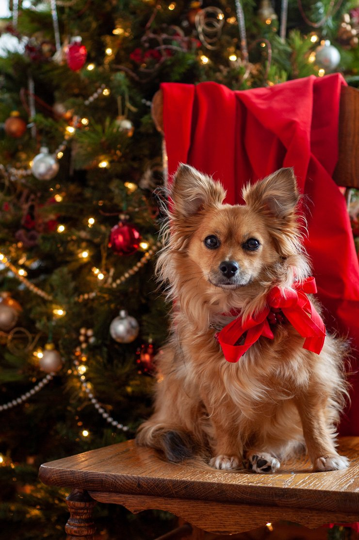 eve snow christmas xmas holiday holidays tree decoration decorations new year pet dog animal