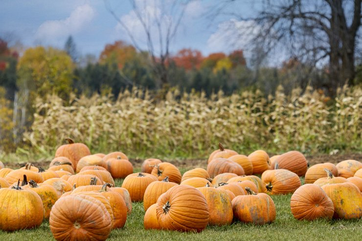 food carving holiday pumpkin scary halloween holidays spooky farm