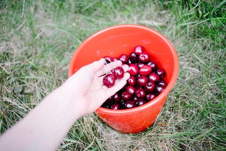 fruit fruits food foods cherry cherries basket collect collecting hand garden