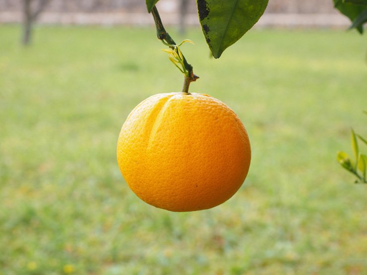 fruit fruits food foods vitamin healthy health diet tangerine