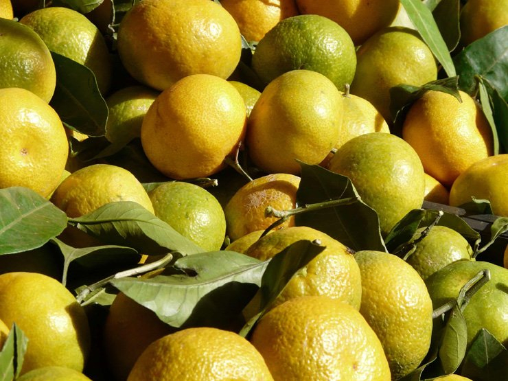 fruit fruits food foods vitamin healthy health diet tree tangerine