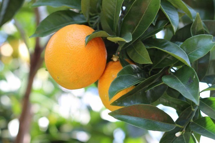 fruit fruits food foods vitamin vitamins healthy health diet tangerine