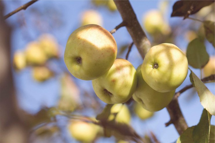 fruit fruits food health healthy vitamin vitamins apple apples tree