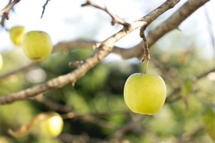 fruit fruits food health healthy vitamin vitamins apple tree apples