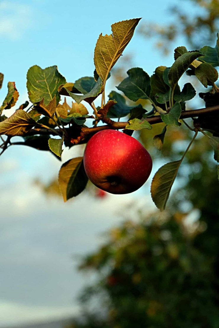 fruit fruits food health healthy vitamin vitamins apple tree apples branch
