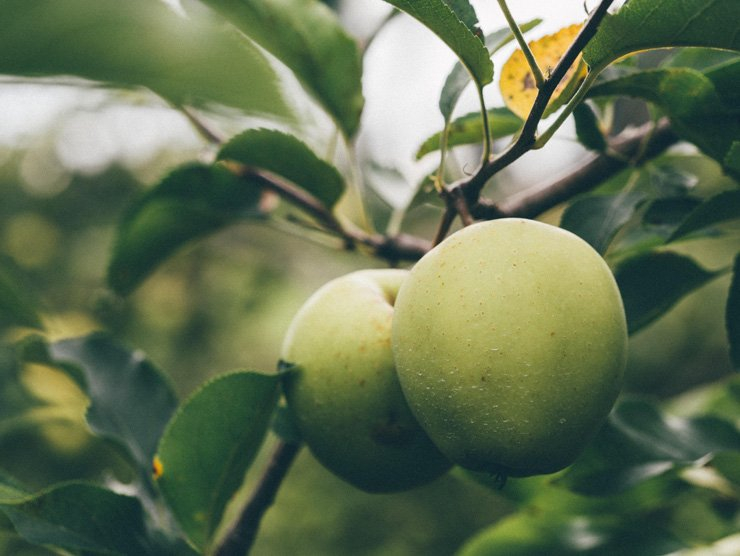 fruit fruits food health healthy vitamin vitamins leaves apple apples tree leaves