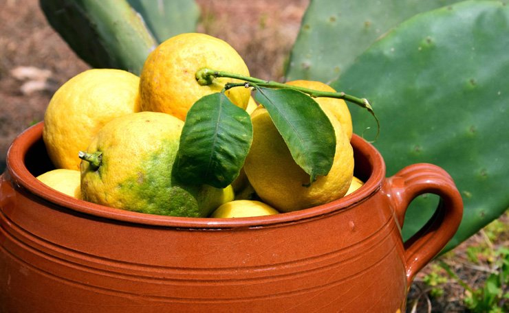 fruit fruits food health healthy vitamin vitamins lemon pot aloe vera