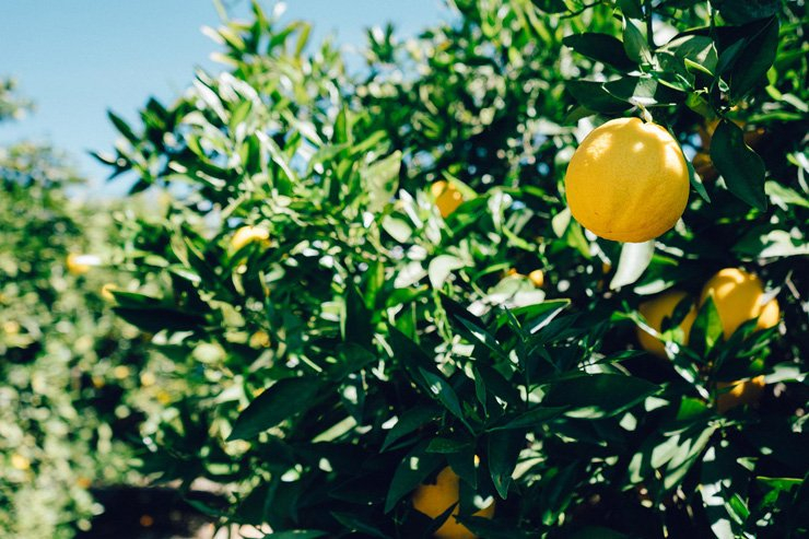 fruit fruits food health healthy vitamin vitamins lemon tree sunny leaves