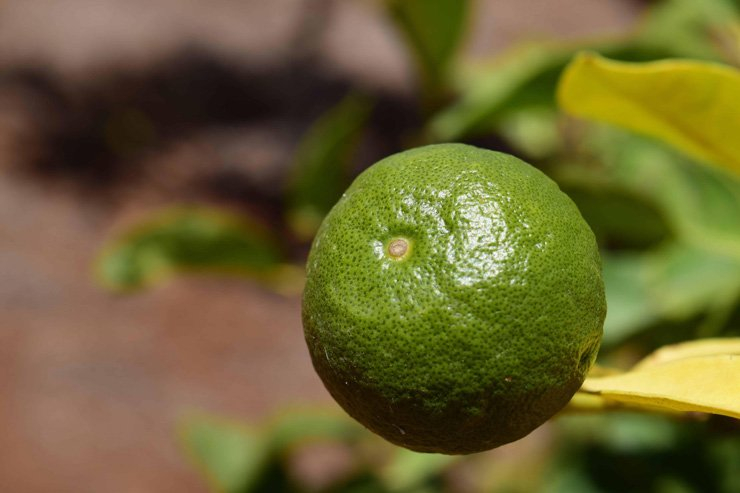fruit fruits food health healthy vitamin vitamins lime lemon tree