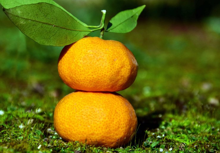 fruit fruits food health healthy vitamin vitamins tangerine grass
