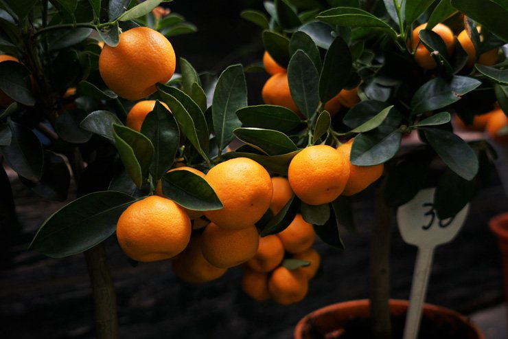 fruit fruits food health healthy vitamin vitamins tangerine plant pot