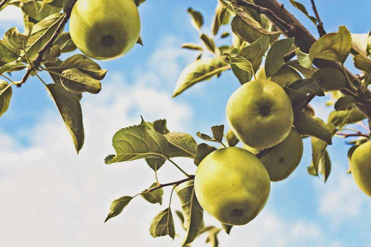 fruit fruits food health healthy vitamin vitamins tree apple apples sky