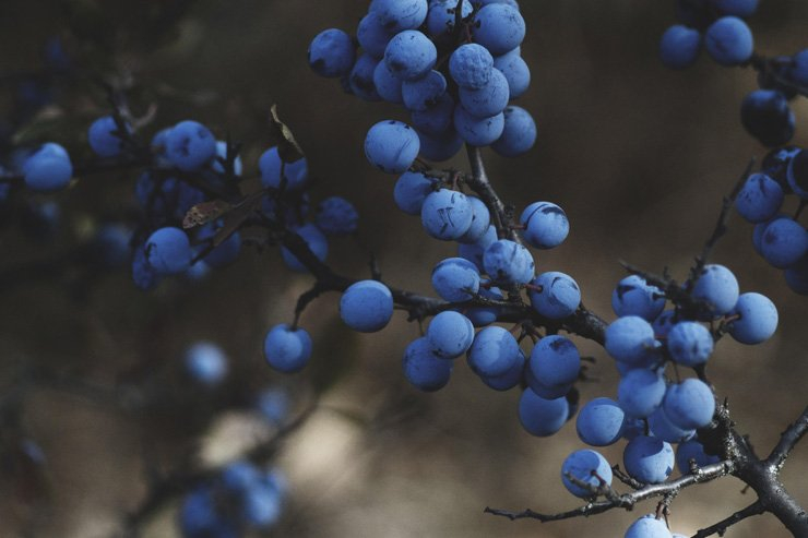 fruit fruits food health healthy vitamin vitamins tree berry blueberry
