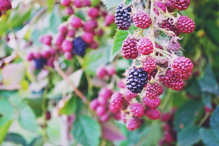 fruit fruits food healthy health berry berries raspberry blackberry tree leaves