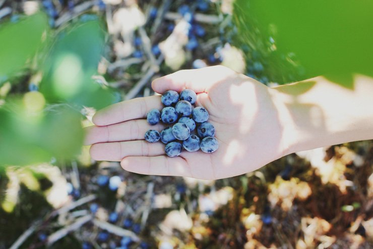 fruit fruits food healthy health berry blueberry hand hold holding garden
