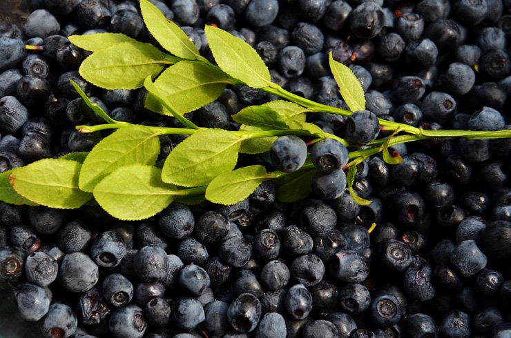 fruit fruits food healthy health diet berry blueberry leaves