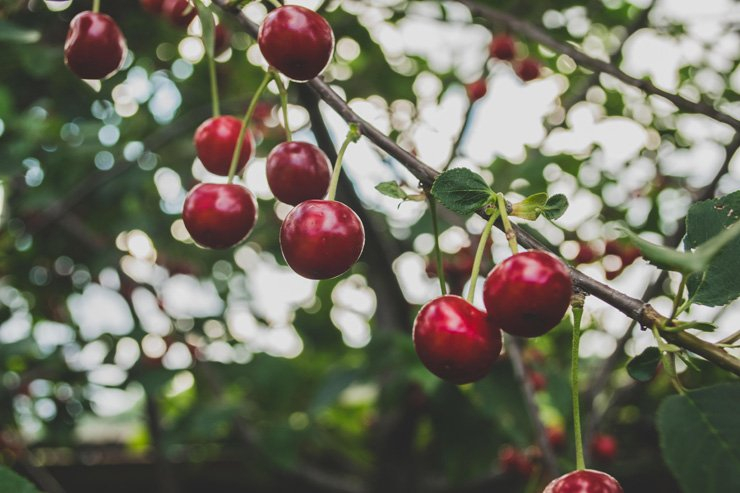 fruit fruits food healthy health diet cherry tree