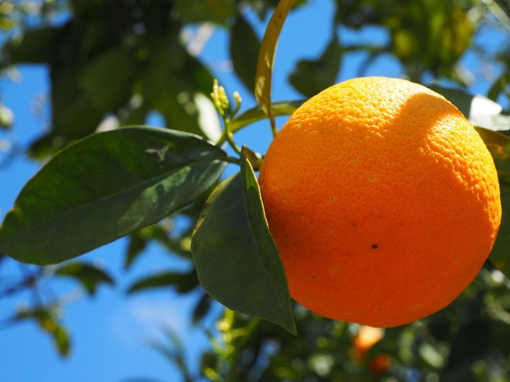 fruit fruits food healthy health diet foods tangerine tree