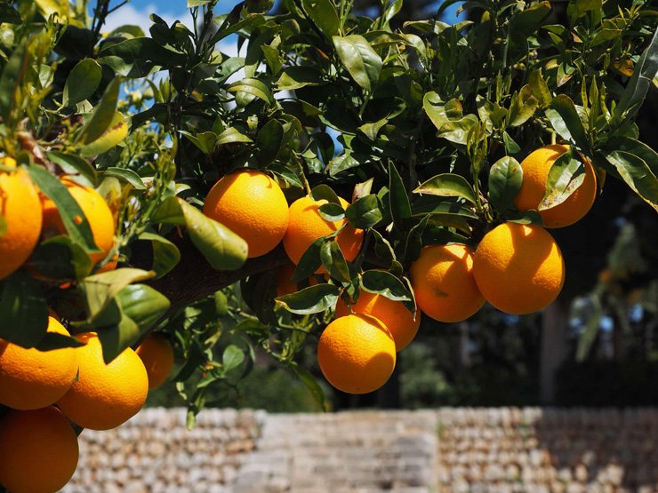 fruit fruits food healthy health diet foods tangerine vitamin