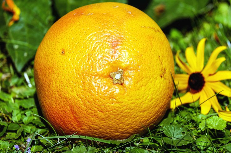 fruit fruits food healthy health diet orange sunflower foods