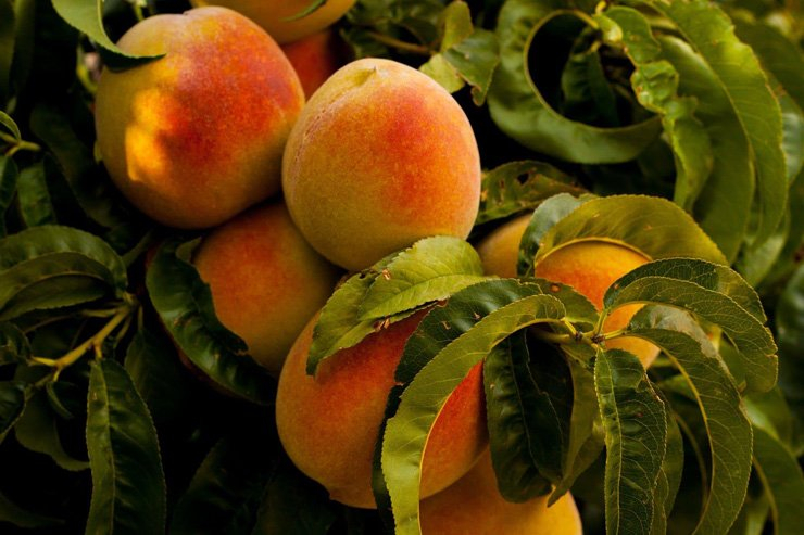 fruit fruits food healthy health diet peach